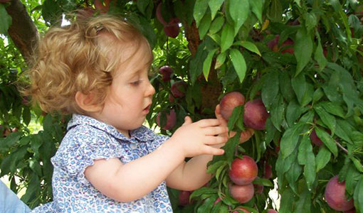 Suzanne’s Fruit Farm